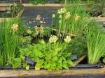 : - Primula florindae