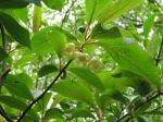 : - Schisandra grandiflora