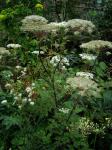 : - Selinum wallichianum