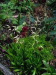 : - Silene asterias