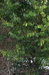 : - Sycopsis sinensis