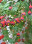 : - Tropaeolum tricolor