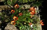 Mesopotamische Zwerg-Tulpe - Tulipa pulchella
