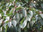 : - Viburnum cinnamomifolium