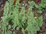 : - Adiantum chilense var. scabrum
