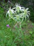 : - Leucocoryne alliacea