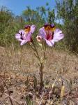 : - Alstroemeria magnifica var. magenta