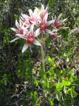 : - Placea ornata
