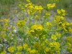 Esels-Wolfsmilch - Euphorbia esula