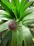 : - Eryngium inaccessum
