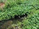 Floating Marsh-pennywort - Hydrocotyle ranunculoides