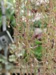 : - Ceropegia linearis subsp. debilis