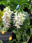 : - Dendrobium amethystoglossum
