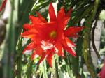 : - Disocactus speciosus