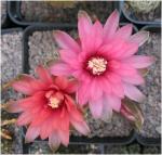 : - Gymnocalycium baldianum