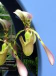 : - Paphiopedilum haynaldianum