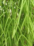 : - Rhipsalis campos-portoana