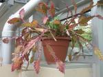 : - Rhipsalis elliptica