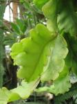 : - Rhipsalis oblonga