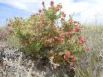 : - Grayia spinosa