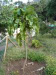 : - Dendroseris gigantea