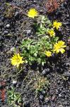 : - Grindelia prunelloides