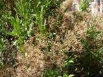 : - Ophryosporus pinifolius