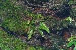 : - Blechnum corralense
