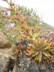 : - Deuterocohnia chrysantha