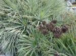 : - Puya coerulea