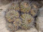 : - Copiapoa marginata