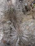 : - Echinopsis deserticola