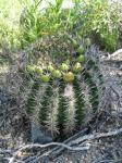 : - Eriosyce curvispina