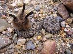 : - Eriosyce napina subsp. tenebrica