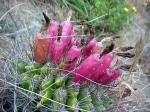 : - Neoporteria castanea
