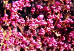 : - Calceolaria purpurea