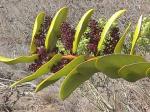 : - Griselinia scandens