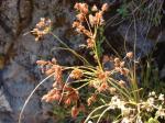 Totora-Schilf - Schoenoplectus californicus