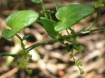 : - Dioscorea humifusa