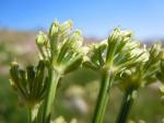 : - Ligusticum filicinum