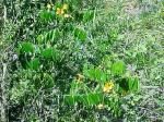 : - Senna stipulacea
