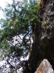 : - Sophora masafuerana