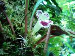 : - Paradrymonia lineata