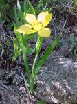 : - Sisyrinchium arenarium