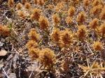 : - Pleurophora polyandra