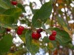 Tataren-Heckenkirsche - Lonicera tatarica