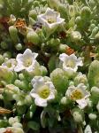 : - Nolana crassulifolia