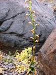 : - Bipinnula fimbriata