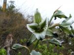 : - Chloraea galeata