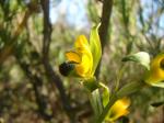 : - Chloraea disoides